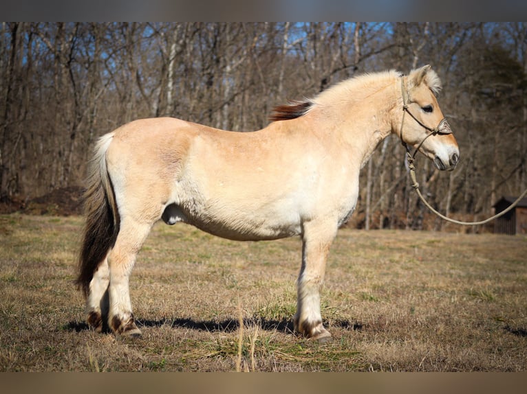 Koń fiordzki Wałach 12 lat 147 cm Jelenia in Felmingsburg KY