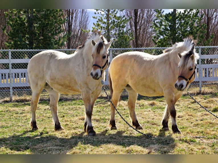 Koń fiordzki Wałach 14 lat 150 cm Jelenia in Lehi UT