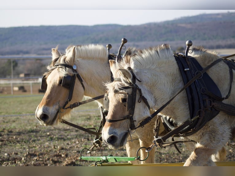 Koń fiordzki Wałach 15 lat 142 cm Bułana in Sallisaw, OK