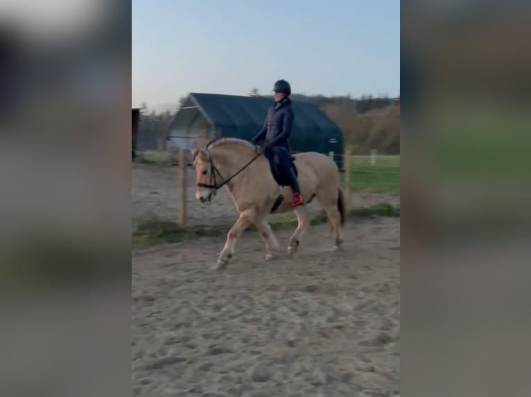 Koń fiordzki Wałach 15 lat 143 cm Bułana in Isny im Allgäu