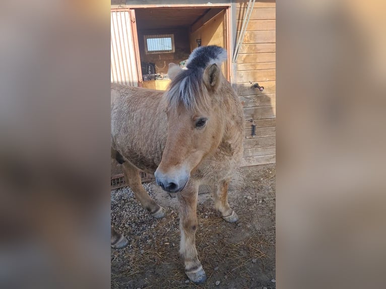 Koń fiordzki Wałach 15 lat 143 cm Bułana in Isny im Allgäu