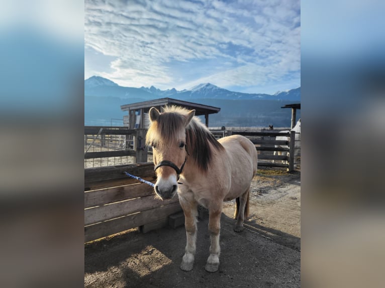 Koń fiordzki Wałach 15 lat 145 cm Bułana in Kematen in Tirol