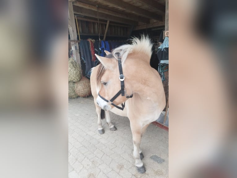 Koń fiordzki Wałach 17 lat 139 cm Bułana in Eiselfing