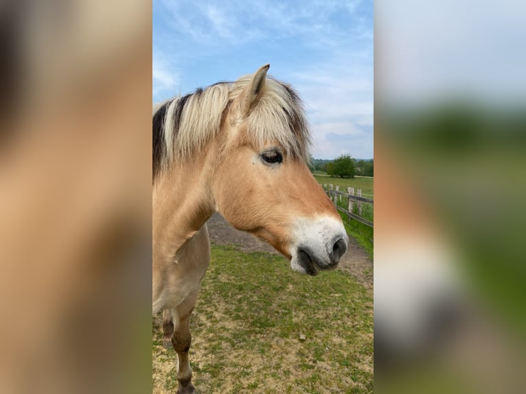 Koń fiordzki Wałach 17 lat Bułana in Aachen
