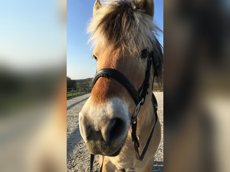 Koń fiordzki Wałach 17 lat Bułana in Aachen