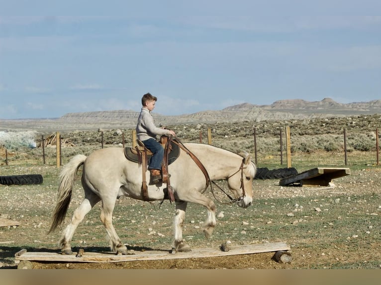 Koń fiordzki Wałach 18 lat 142 cm Bułana in Cody, WY