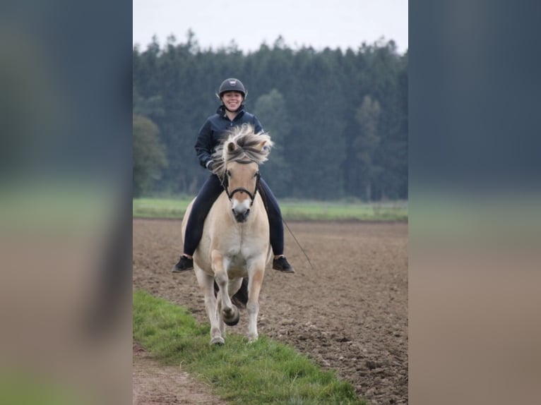 Koń fiordzki Wałach 18 lat 150 cm Bułana in Rosengarten