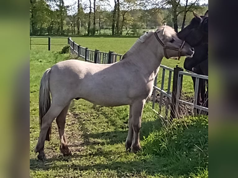 Koń fiordzki Wałach 2 lat 150 cm Bułana in Nienburg (Weser)