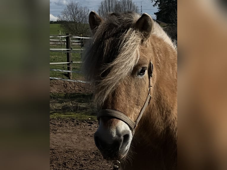 Koń fiordzki Wałach 34 lat Bułana in Neuendettelsau