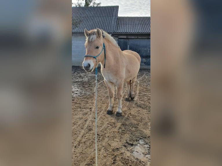 Koń fiordzki Wałach 3 lat 142 cm Bułana in Hollabrunn