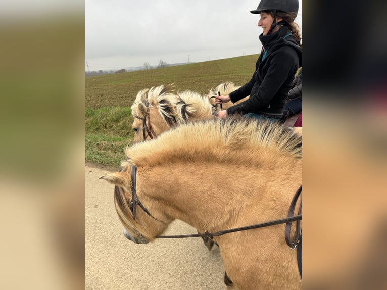 Koń fiordzki Wałach 3 lat 147 cm Bułana in Petit tenquin