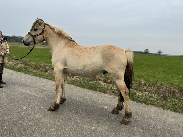 Koń fiordzki Wałach 3 lat 148 cm Bułana in Niederbronn-les-Bains