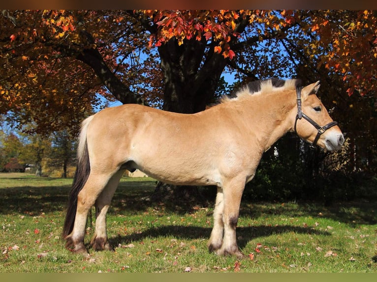 Koń fiordzki Wałach 6 lat 142 cm Izabelowata in Howell MI