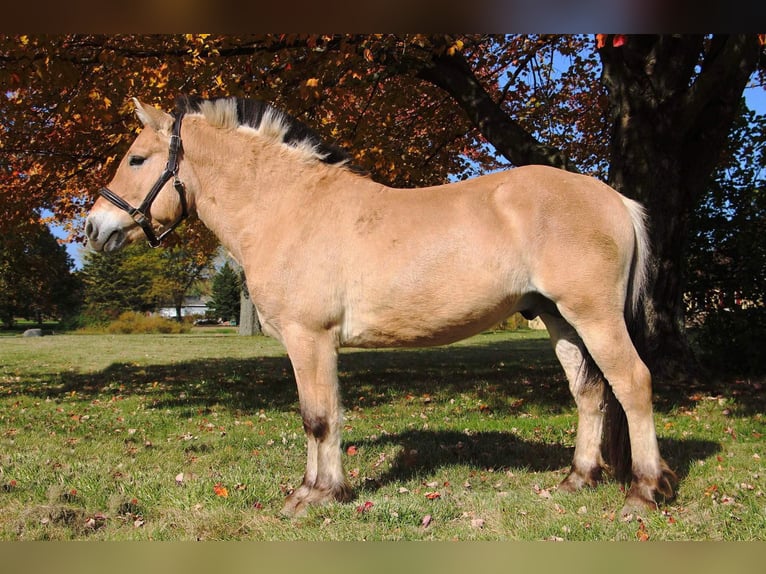 Koń fiordzki Wałach 6 lat 142 cm Izabelowata in Howell MI
