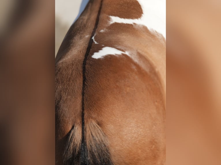 Koń fiordzki Mix Wałach 6 lat 147 cm Bułana in Needmore, PA