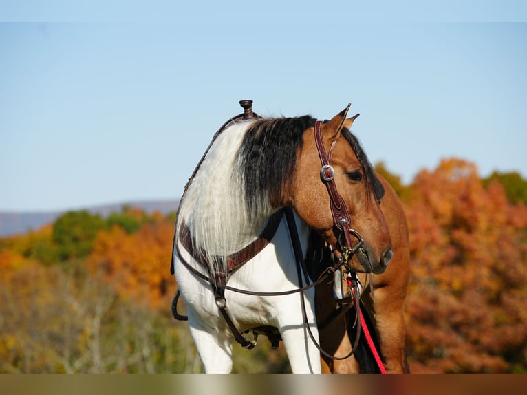 Koń fiordzki Mix Wałach 6 lat 147 cm Bułana in Needmore, PA
