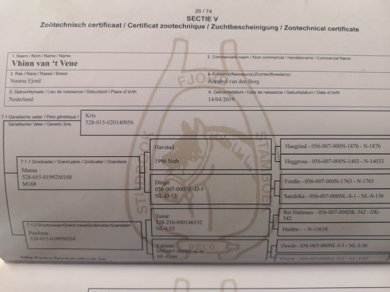 Koń fiordzki Wałach 6 lat in Lichtenstein- Unterhausen