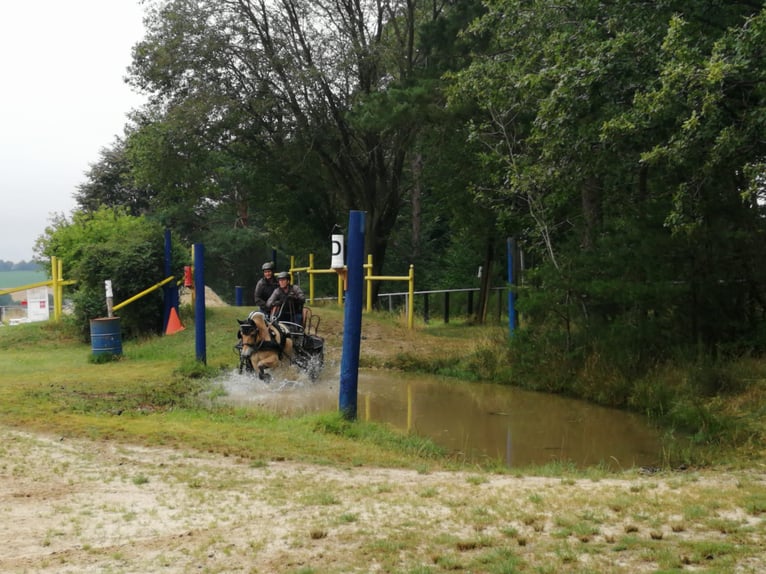 Koń fiordzki Wałach 7 lat 144 cm Bułana in Laubach