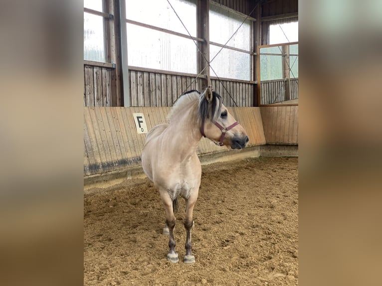 Koń fiordzki Wałach 7 lat 145 cm Bułana in Iggingen