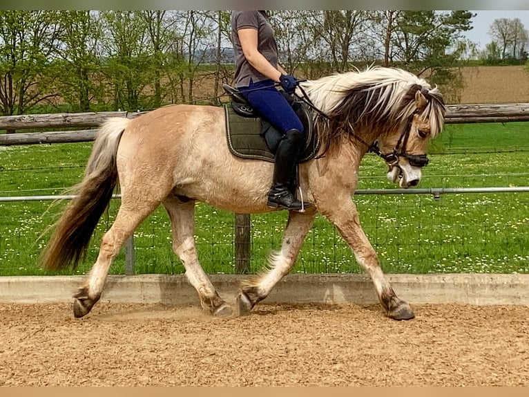 Koń fiordzki Wałach 7 lat 152 cm Bułana in Möttingen