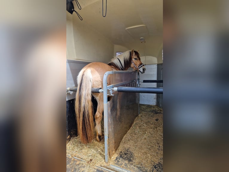 Koń fiordzki Wałach 7 lat 152 cm Bułana in Möttingen
