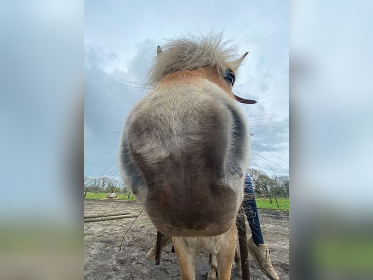 Koń fiordzki Wałach 8 lat 144 cm Dunalino in Nijverdal