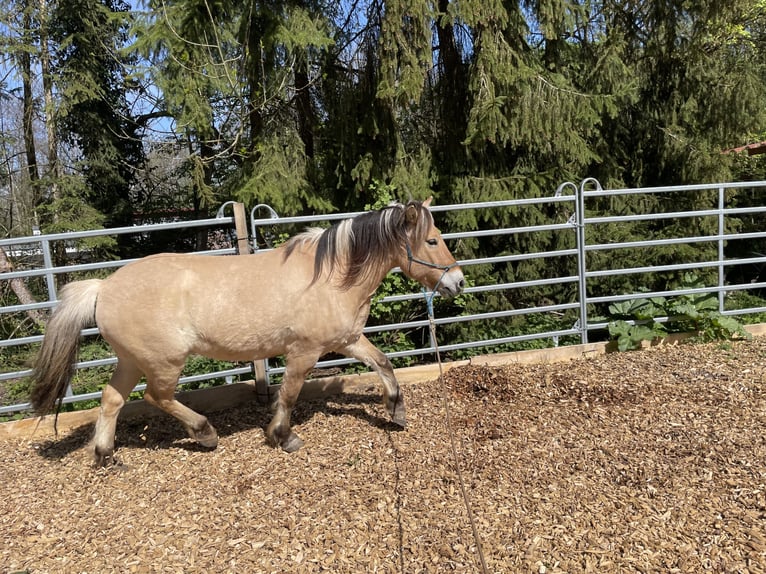 Koń fiordzki Wałach 8 lat 145 cm Bułana in Bad Waldsee