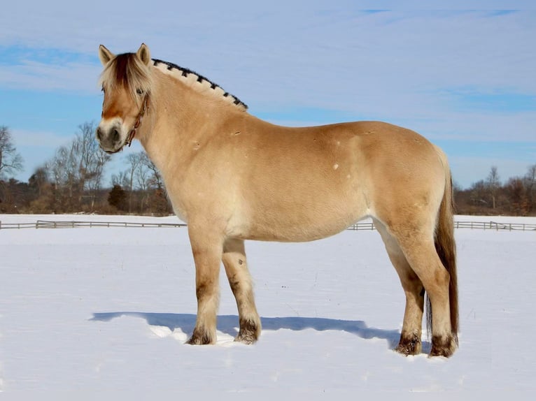 Koń fiordzki Wałach 8 lat 147 cm Jelenia in Highland Mi