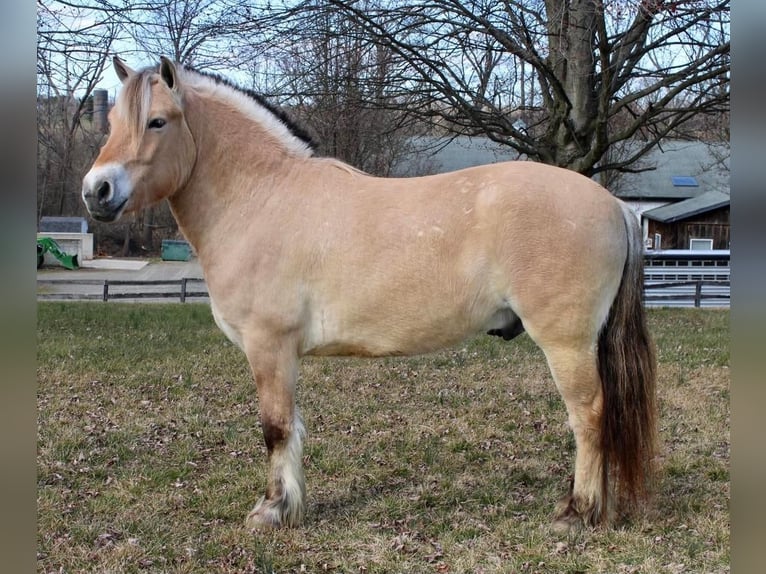 Koń fiordzki Wałach 8 lat Bułana in Allentown, NJ