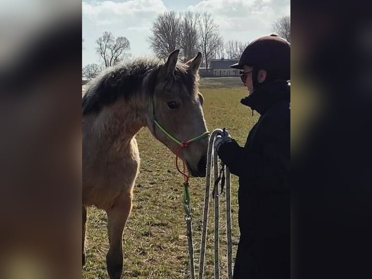 Koń fryderyksborski Klacz 1 Rok Jelenia in Asmundtorp