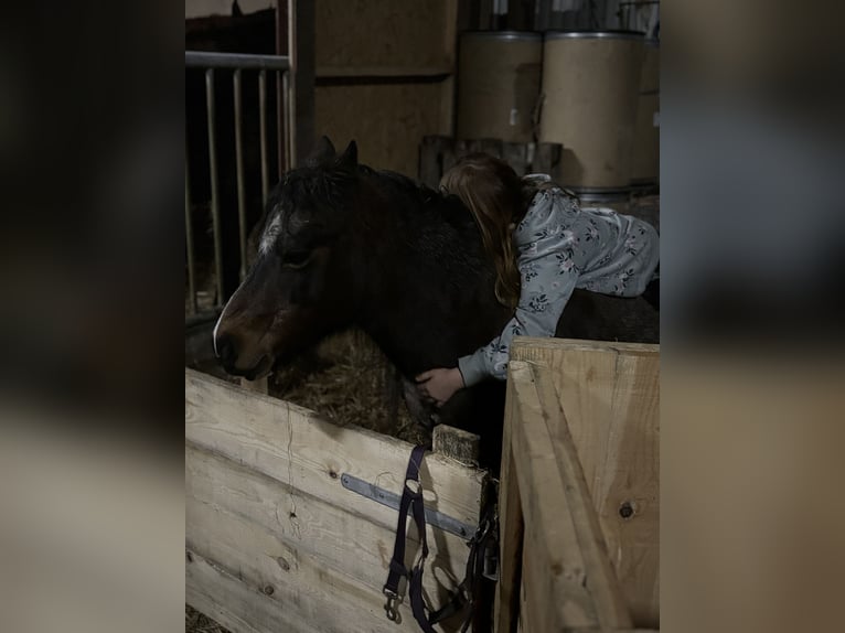 Koń fryderyksborski Klacz 2 lat 160 cm Kasztanowata in Tønder