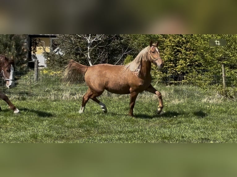 Koń fryderyksborski Klacz 2 lat 160 cm Kasztanowata in Tønder