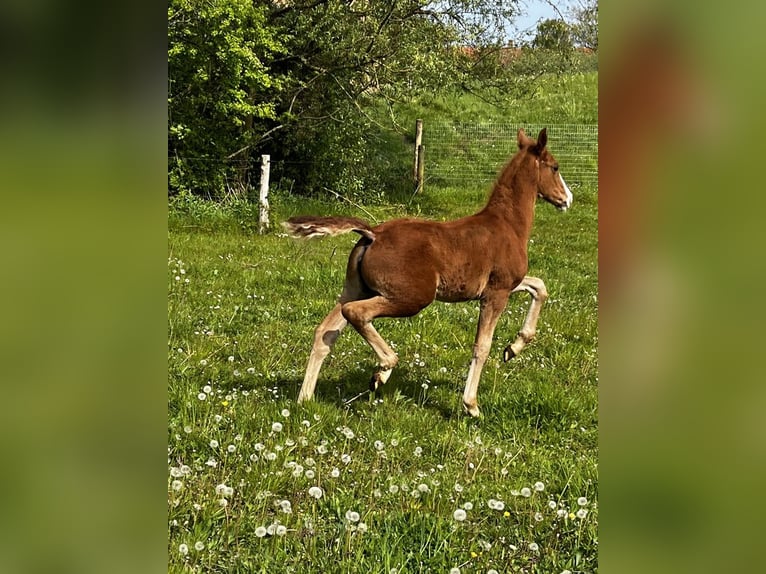 Koń fryderyksborski Klacz Źrebak (01/2024) 165 cm in Horslunde