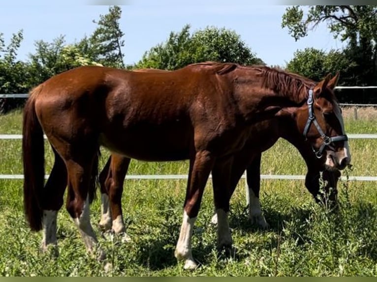 Koń fryderyksborski Wałach 2 lat 160 cm Kasztanowata in Marienhof