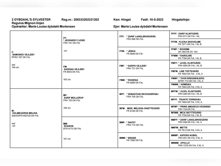 Koń fryderyksborski Wałach 4 lat 158 cm Kasztanowatodereszowata in Trustrup