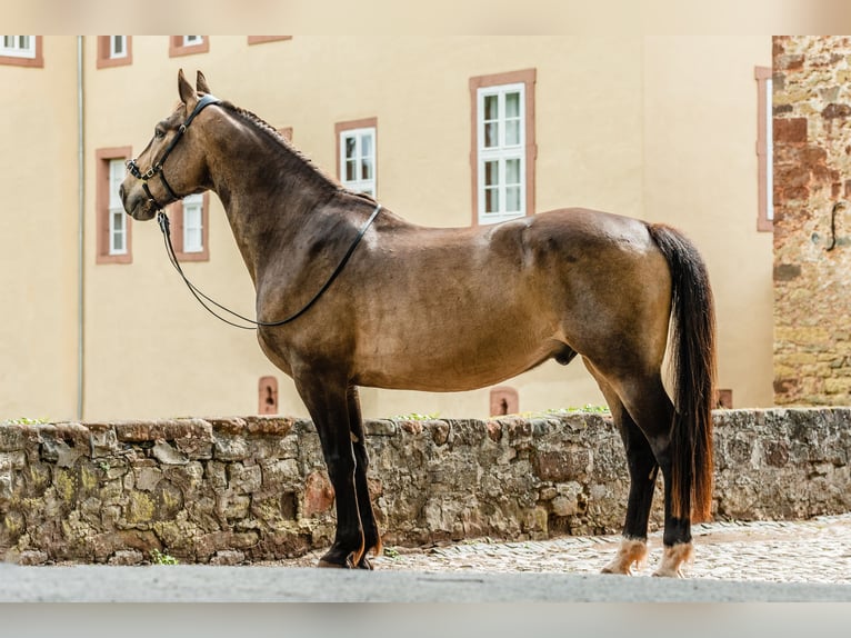 Koń fryderyksborski Wałach 14 lat 167 cm Bułana in Mechernich