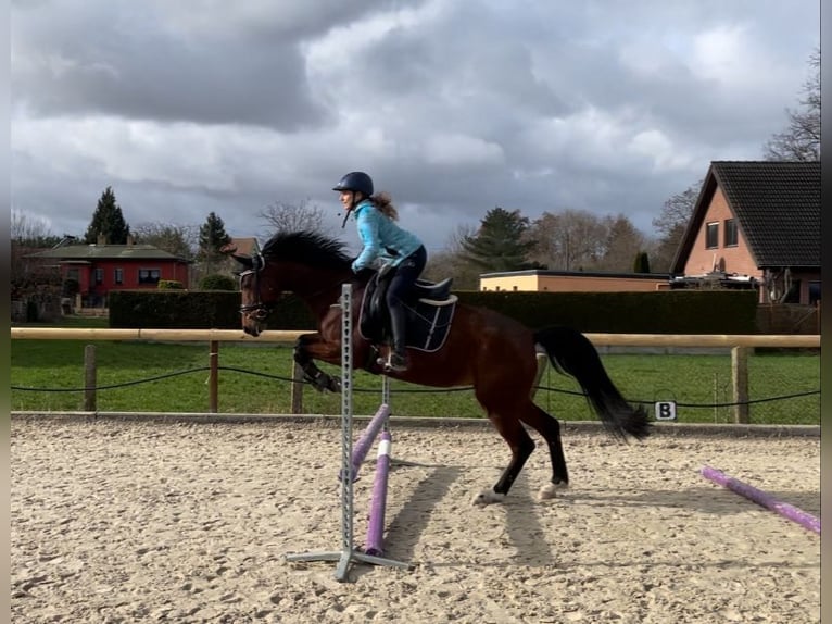 Koń hanowerski Mix Klacz 10 lat 155 cm Gniada in Brandis