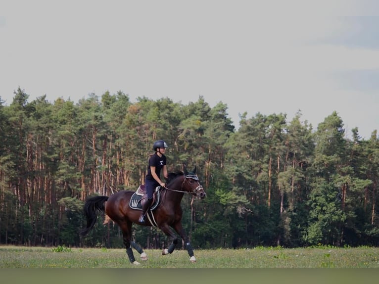 Koń hanowerski Klacz 10 lat 160 cm Ciemnogniada in Strullendorf