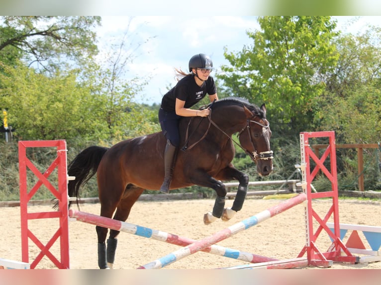 Koń hanowerski Klacz 10 lat 160 cm Ciemnogniada in Strullendorf