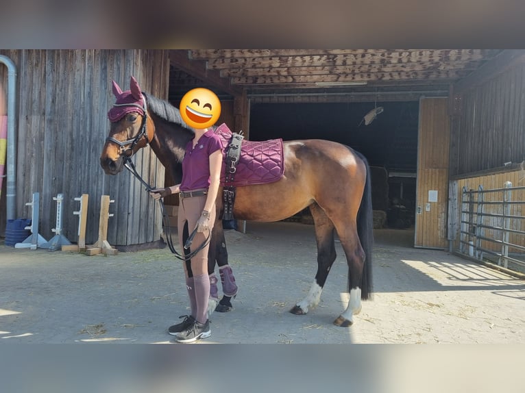 Koń hanowerski Klacz 10 lat 160 cm Ciemnogniada in Erdmannhausen