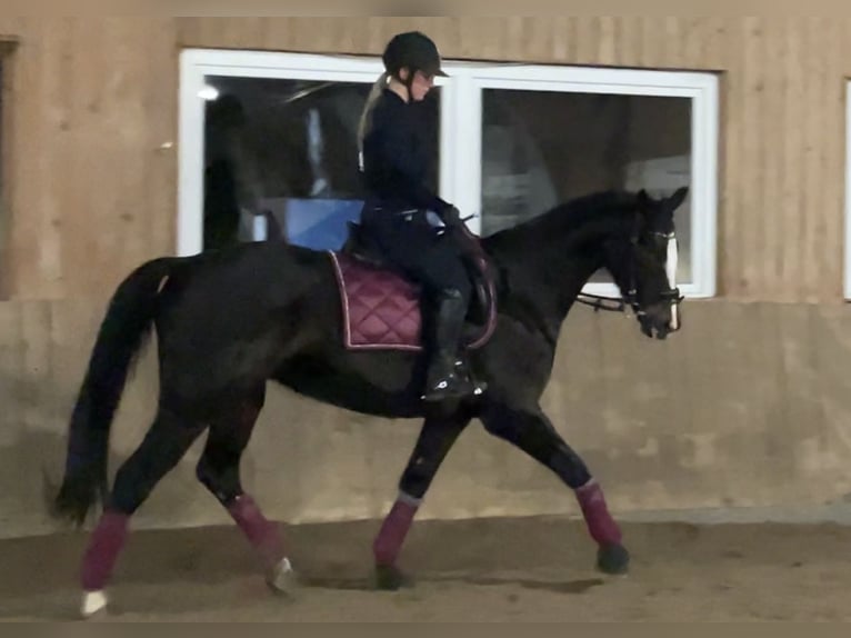 Koń hanowerski Klacz 10 lat 160 cm Ciemnogniada in Korbach