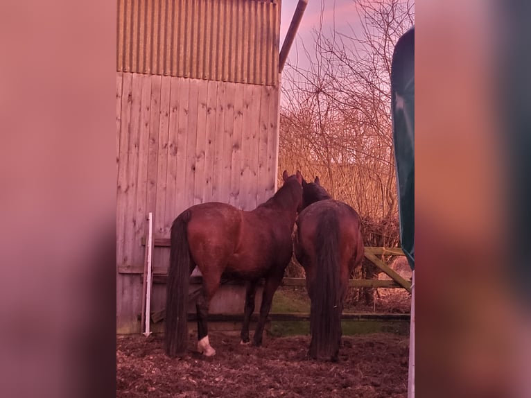 Koń hanowerski Klacz 10 lat 162 cm Gniada in Nienburg