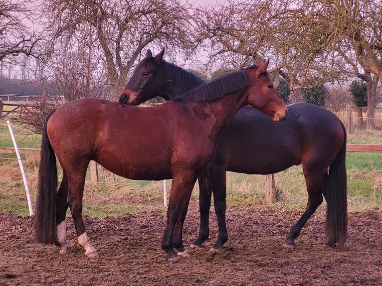 Koń hanowerski Klacz 10 lat 162 cm Gniada in Nienburg