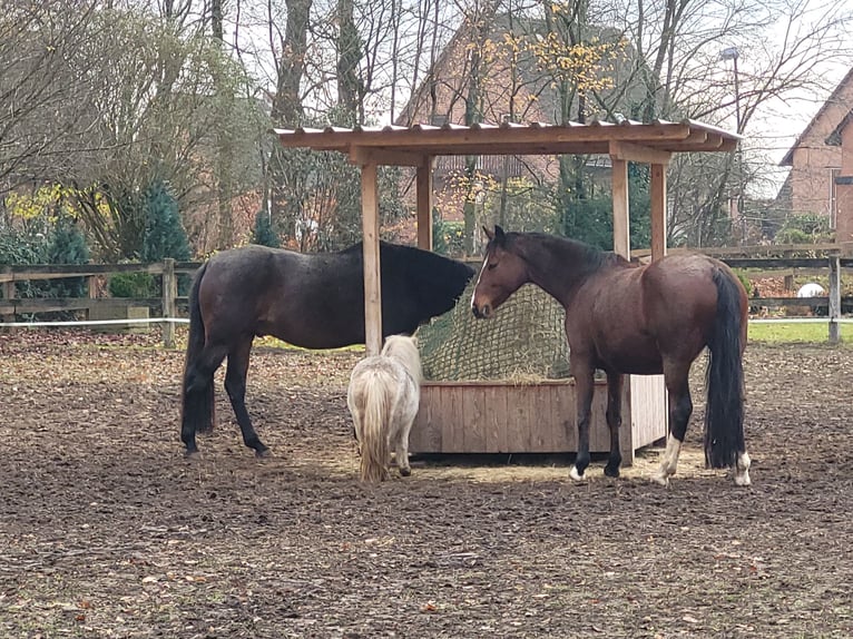 Koń hanowerski Klacz 10 lat 162 cm Gniada in Nienburg
