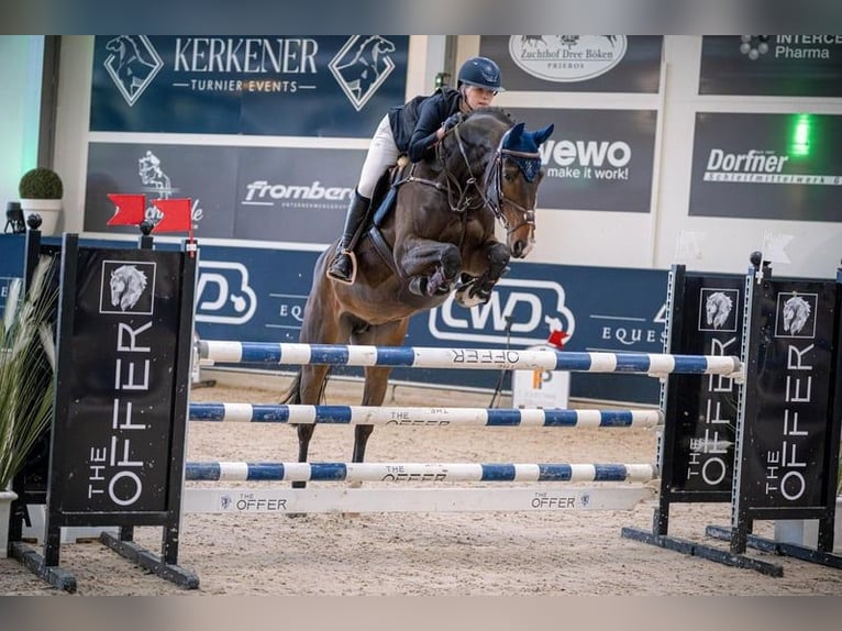Koń hanowerski Klacz 10 lat 162 cm Gniada in Grevenbroich