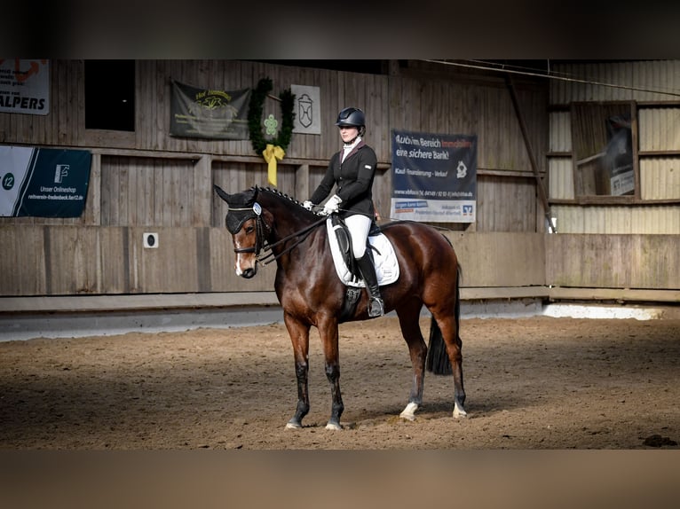 Koń hanowerski Klacz 10 lat 164 cm Gniada in Karwitz