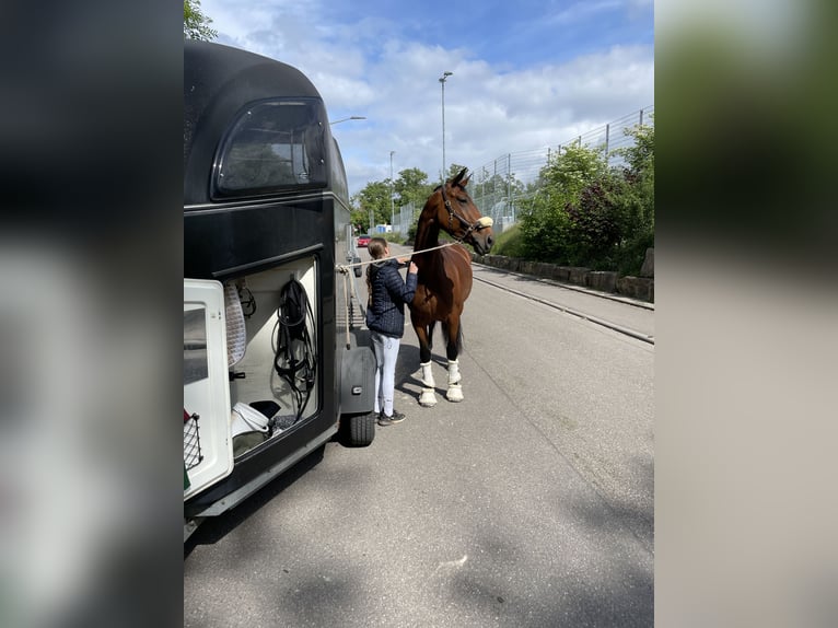 Koń hanowerski Klacz 10 lat 164 cm Gniada in Neckargemünd