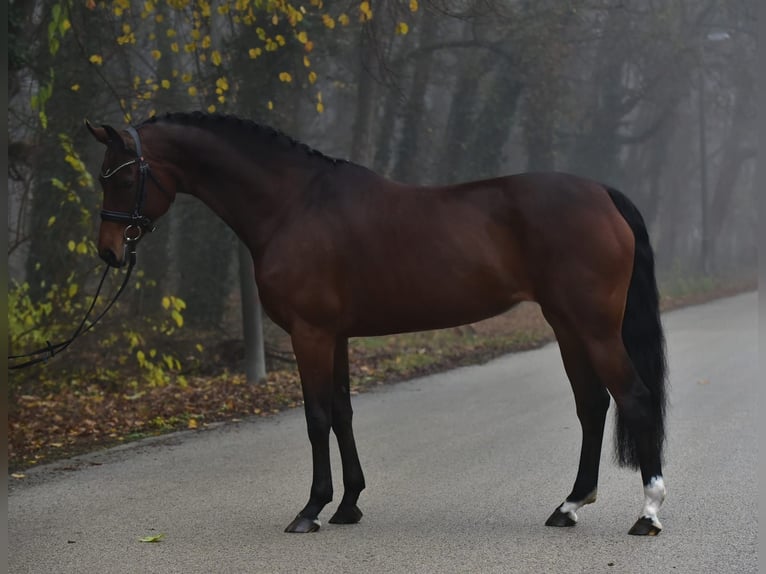 Koń hanowerski Klacz 10 lat 165 cm Ciemnogniada in Grieselstein