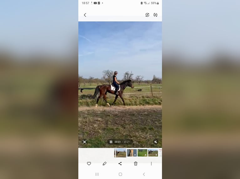 Koń hanowerski Klacz 10 lat 165 cm Gniada in Oberursel