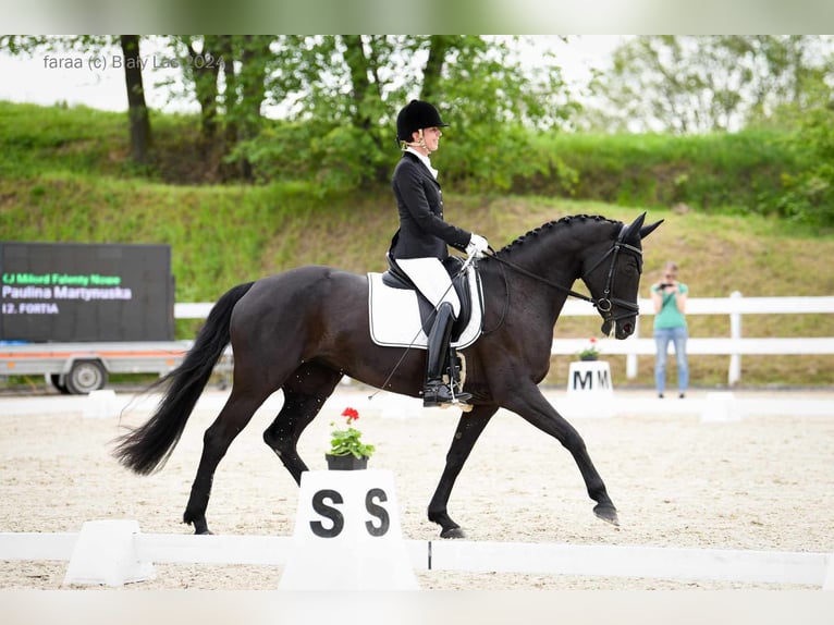 Koń hanowerski Klacz 10 lat 165 cm Kara in Majdan
